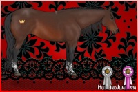 Horse Color:Brown Tobiano