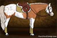 Horse Color:Silver Bay Splash Appaloosa