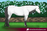 Horse Color:Platinum Buckskin Dun Sabino Rabicano