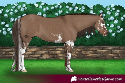 Horse Color:Liver Red Dun Splash 