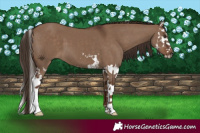Horse Color:Liver Red Dun Splash 