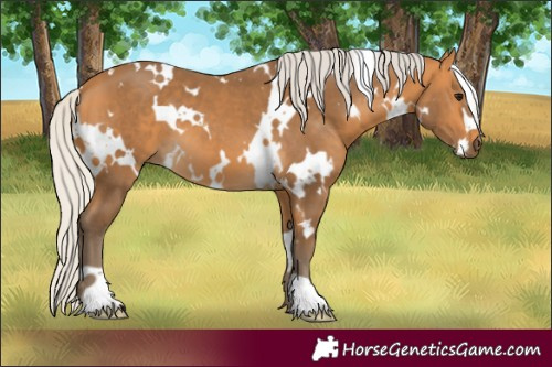 Horse Color:White Spotted Silver Buckskin 