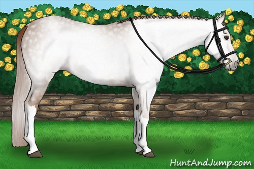 Horse Color:Gray Chestnut 