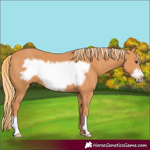 Horse Color:Chestnut Frame 