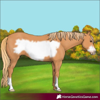 Horse Color:Chestnut Frame 
