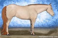 Horse Color:Buckskin Pearl 