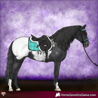 Horse Color:Black Appaloosa 