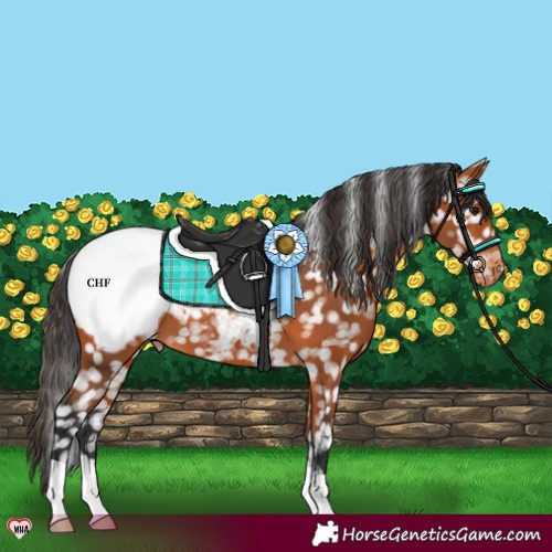 Horse Color:Bay Appaloosa 
