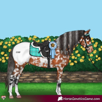 Horse Color:Bay Appaloosa 
