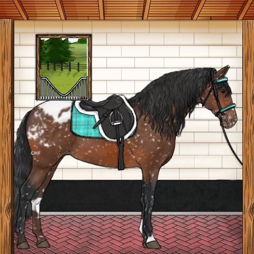 Horse Color:Bay Appaloosa Rabicano 