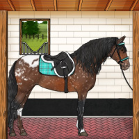 Horse Color:Bay Appaloosa Rabicano