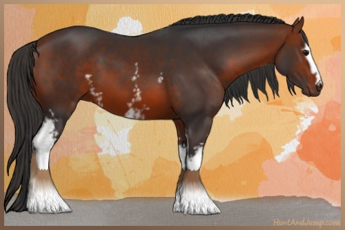 Horse Color:White Spotted Bay 