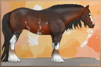 Horse Color:White Spotted Bay 