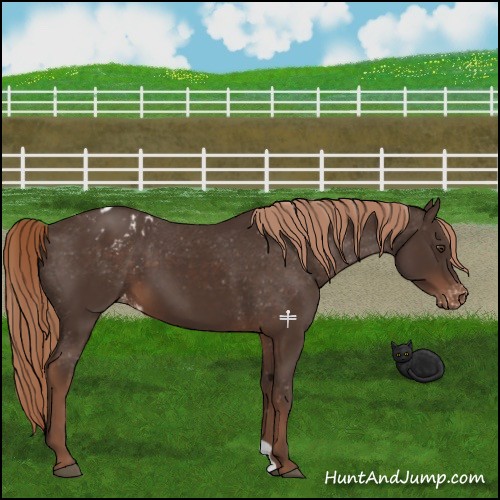 Horse Color:Liver Chestnut Appaloosa 