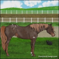 Horse Color:Liver Chestnut Appaloosa 
