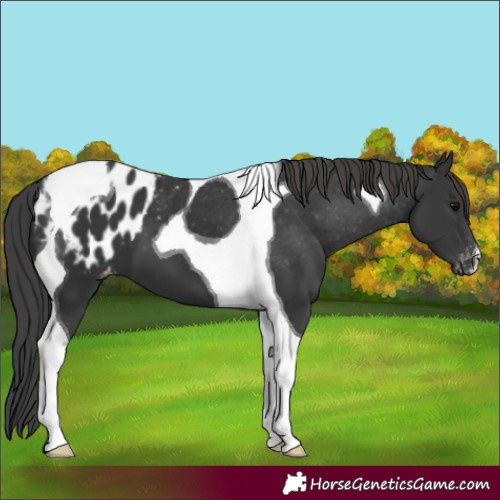 Horse Color:Black Tobiano Appaloosa 