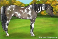 Horse Color:White Spotted Brown Dun