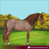 Horse Color:Red Roan 