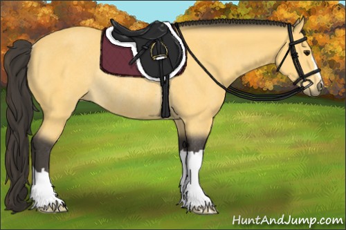 Horse Color:Buckskin Rabicano 