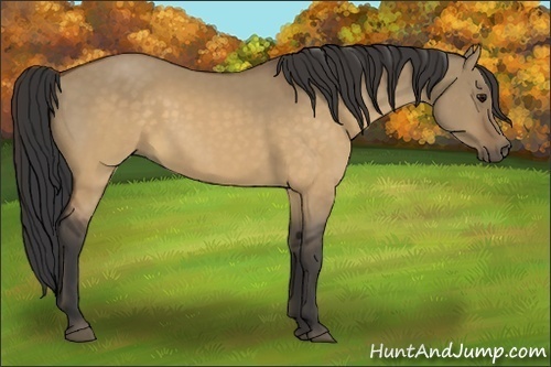 Horse Color:Buckskin Dun