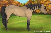 Horse Color:Buckskin Dun