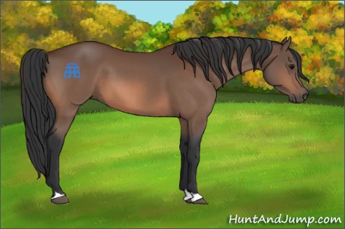 Horse Color:Bay 