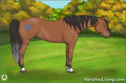 Horse Color:Bay 