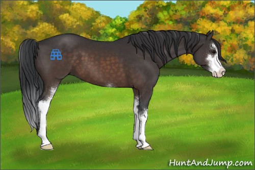Horse Color:Brown Sabino 