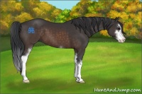 Horse Color:Brown Sabino 