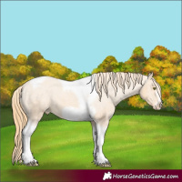 Horse Color:Gold Champagne Tobiano Frame Varnish