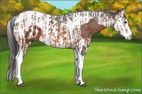 Horse Color:Bay Splash Tobiano Appaloosa  and Bay Splash Tobiano Appaloosa 