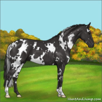 Horse Color:White Spotted Smoky Black