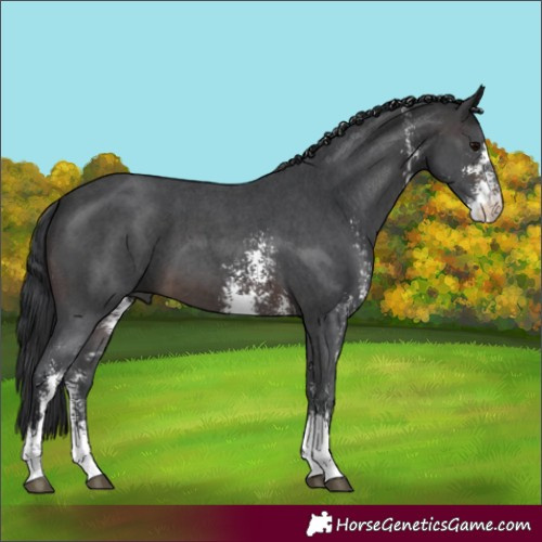 Horse Color:Brown Sabino