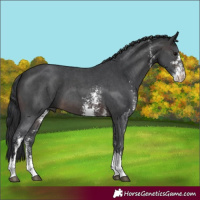 Horse Color:Brown Sabino 