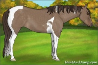 Horse Color:Liver Red Dun Tobiano 