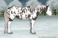 Horse Color:White Spotted Silver Brown Mushroom Sabino Splash Near Leopard 