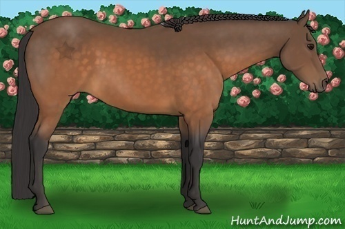 Horse Color:Buckskin 