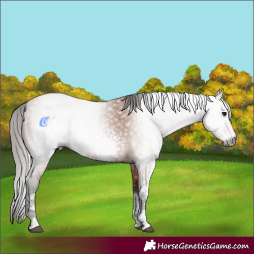 Horse Color:Gray White Spotted Bay Sabino 