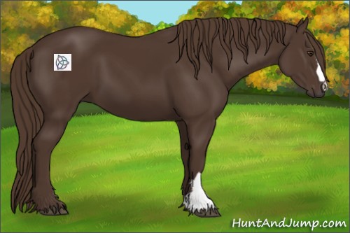 Horse Color:Liver Chestnut 