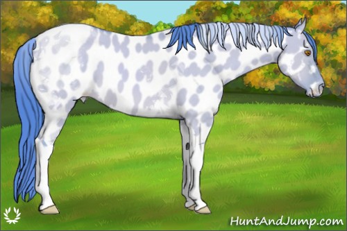 Horse Color:Watercolor Sable Champagne Dun Tobiano Appaloosa 