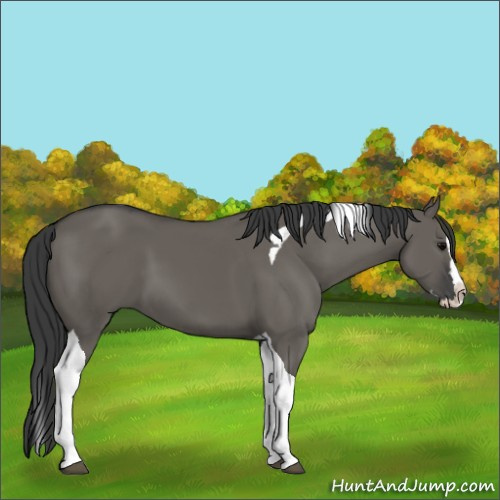 Horse Color:Grullo Splash Tobiano 