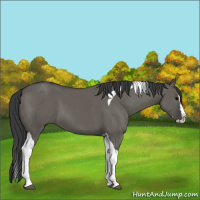 Horse Color:Grullo Splash Tobiano
