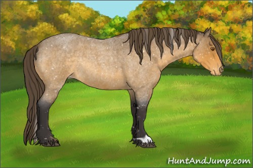 Horse Color:Buckskin Roan Appaloosa Rabicano 