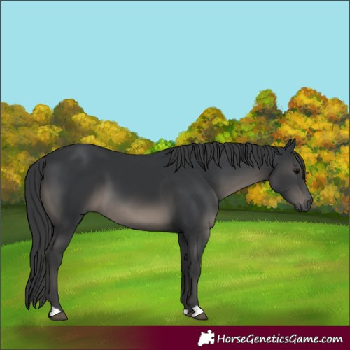Horse Color:Black 