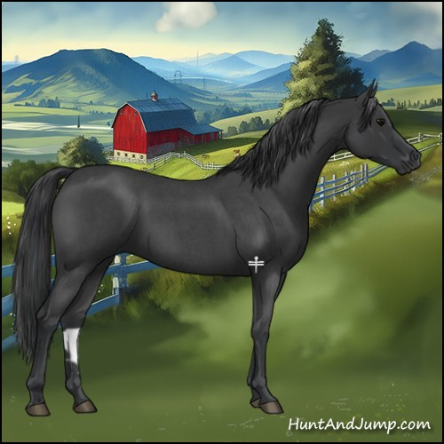 Horse Color:Blue Roan 