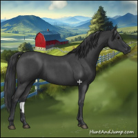 Horse Color:Blue Roan 