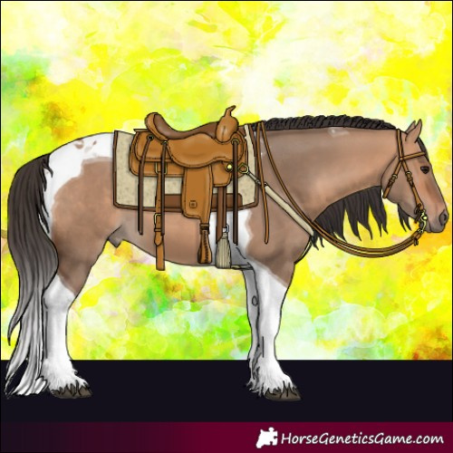 Horse Color:Bay Dun Tobiano 