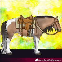 Horse Color:Bay Dun Tobiano 