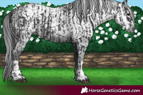 Horse Color:Black  and Gray Black 