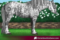 Horse Color:Black  and Gray Black 